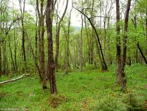 1 NSG Alter Hagen bei Willingen